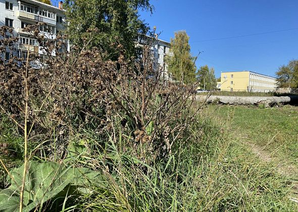 Администрация Серова ответила на вопросы, кто должен косить траву и спиливать деревья во дворах