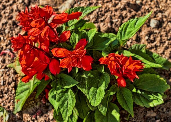 В Серове посадят 19 тысяч цветов