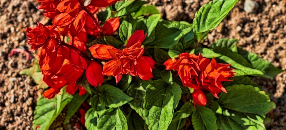 В Серове посадят 19 тысяч цветов