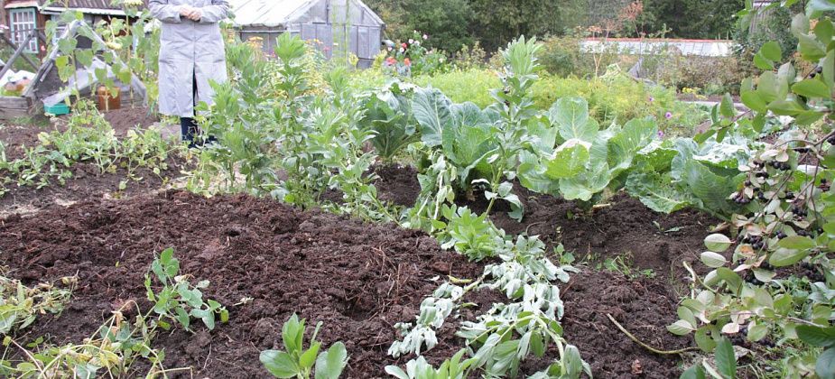 "Нас опять атакуют коровы со Второй Молочной!". В Серове стадо уничтожило часть урожая в коллективном саду