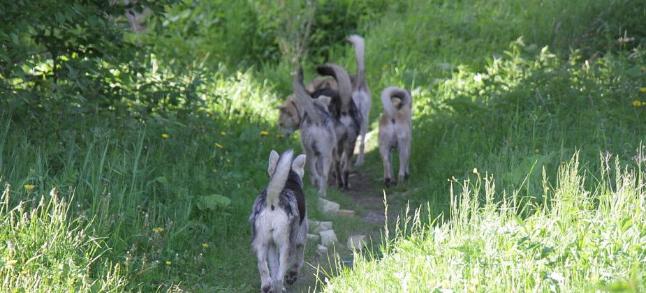 На отлов бродячих собак в Серовском округе выделено 2,7 миллиона рублей