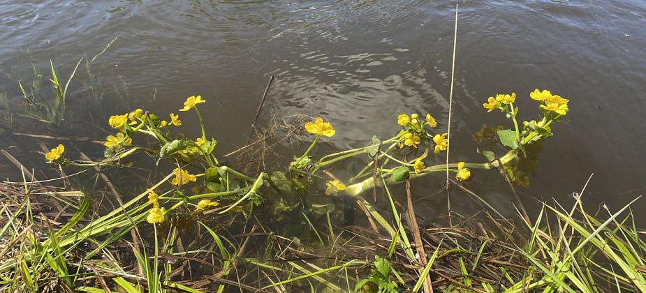 "Сильное течение, река не прогрета..." Тело утонувшего в Какве ребенка из воды достали карпинские спасатели