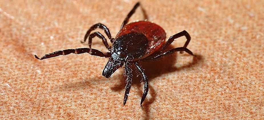 Сезон клещей в разгаре... С начала мая в Серове зарегистрировано 243 укуса