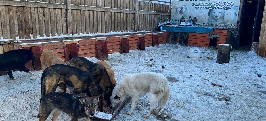 В Серове собаки из приюта нуждаются в теплой одежде