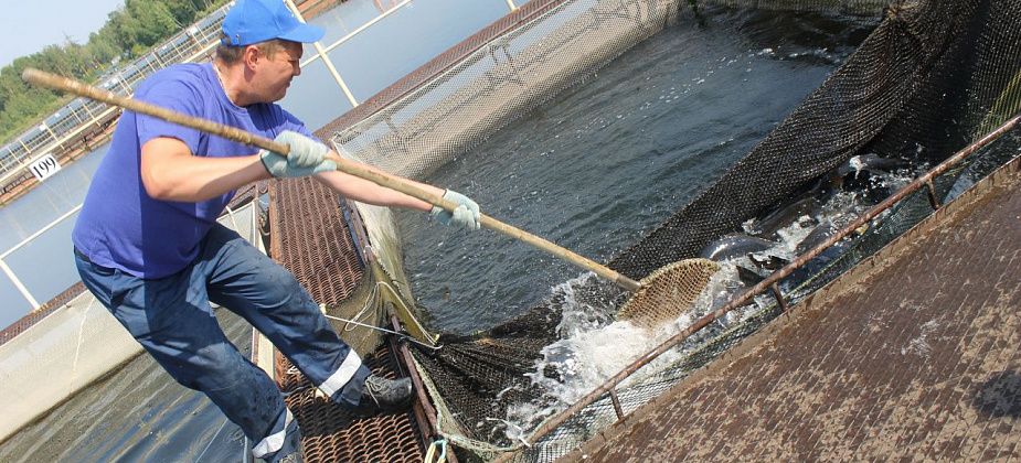 "Выращиваем из икры". Рассказываем о работе рыбного участка Белоярской атомной электростанции