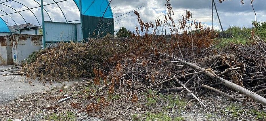 Регионального оператора "Рифей" могут обязать вывозить ветки с контейнерных площадок