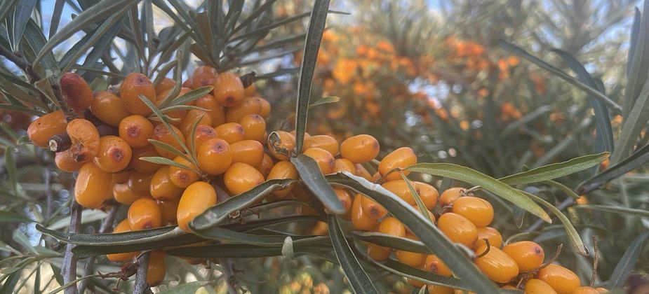 В выходные на севере области потеплеет до 20 градусов