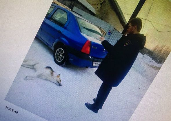 Зоозащитники сообщают о новой волне отравлений собак в Серове