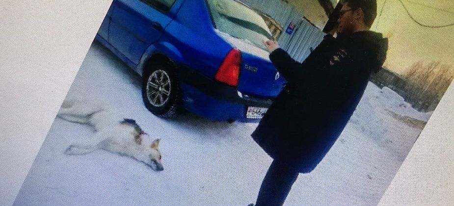 Зоозащитники сообщают о новой волне отравлений собак в Серове