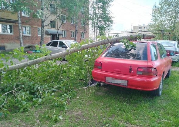 В поселке Энергетиков на автомобиль рухнула ветка тополя, который люди просят обрезать уже 8 лет