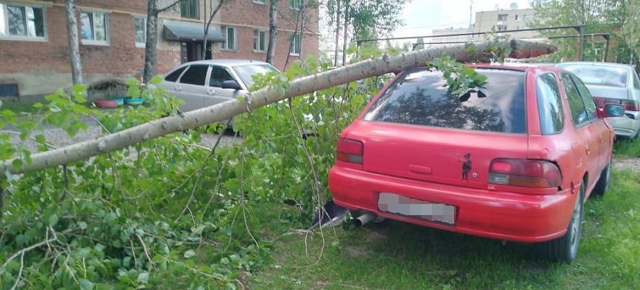 В поселке Энергетиков на автомобиль рухнула ветка тополя, который люди просят обрезать уже 8 лет