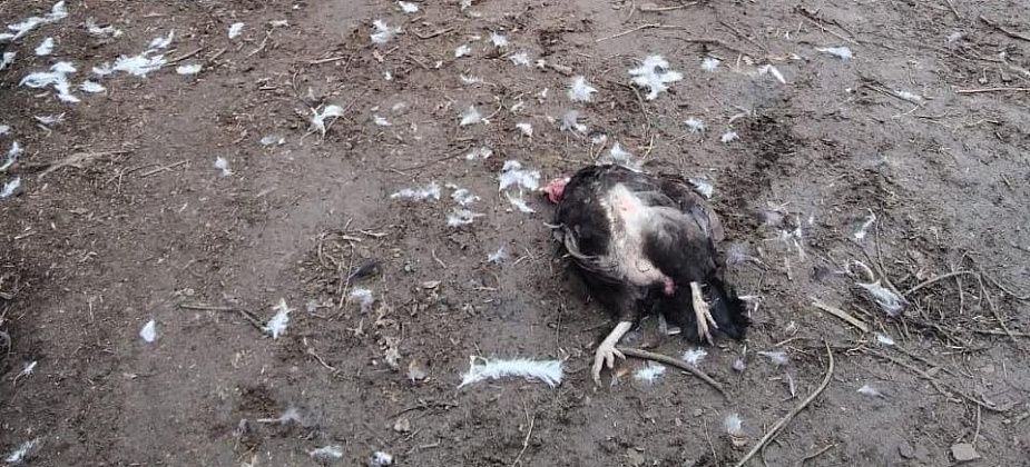 "Всех положили". Собаки загрызли больше 50 кур под Серовом. Хозяева вызвали полицию
