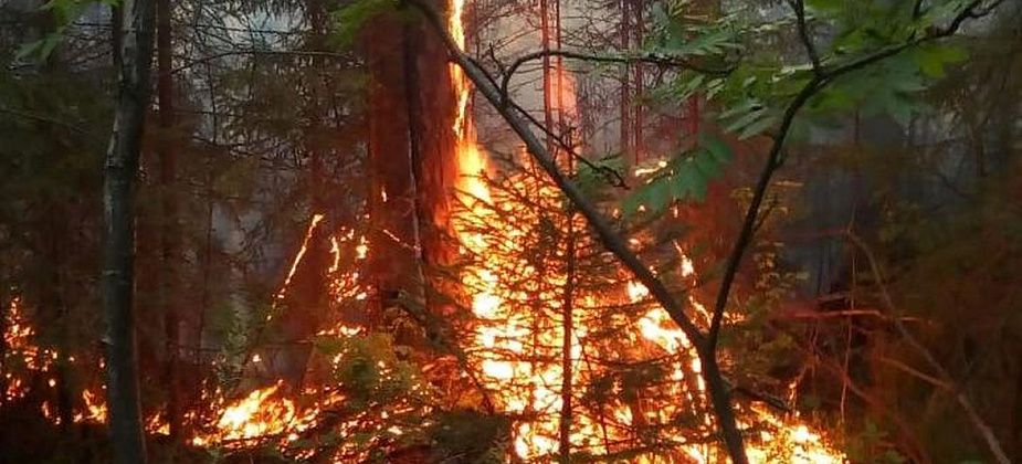 Волна июльских лесных пожаров почти побеждена