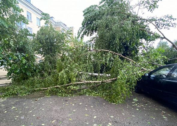 Промежуточные последствия сильного ветра и грозы в Серове - пострадал автомобиль Nissan и убежал пес