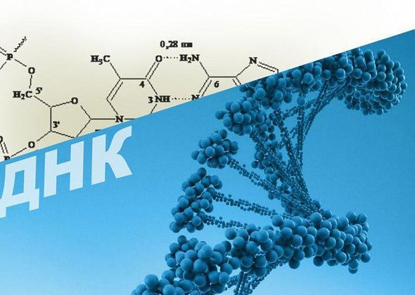 В России собираются ввести генетические паспорта, что это такое и для чего они нужны?