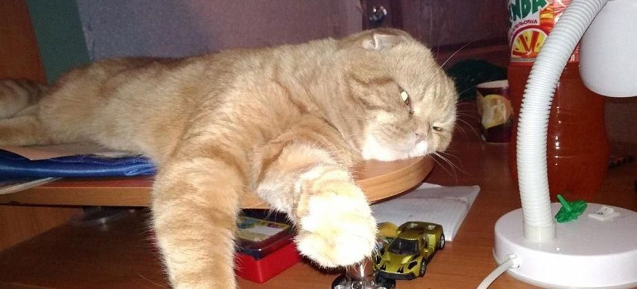 Серовчан просят помочь в поисках кота Мурзика