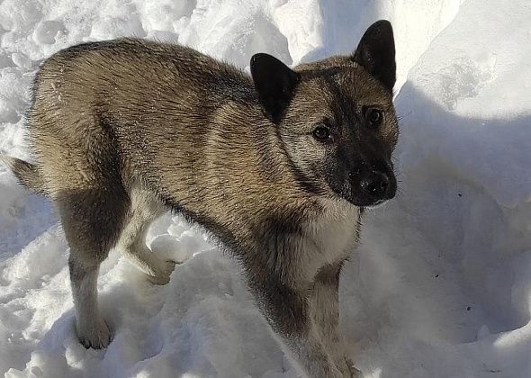 Полиция Серова проводит проверку по заявлению о съеденных собаках