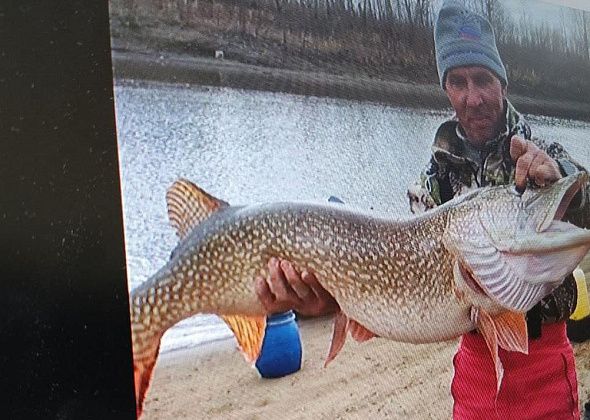 "Вона какие звери в наших водоемах еще водятся!" В Сосьве выловили "крокодила" 