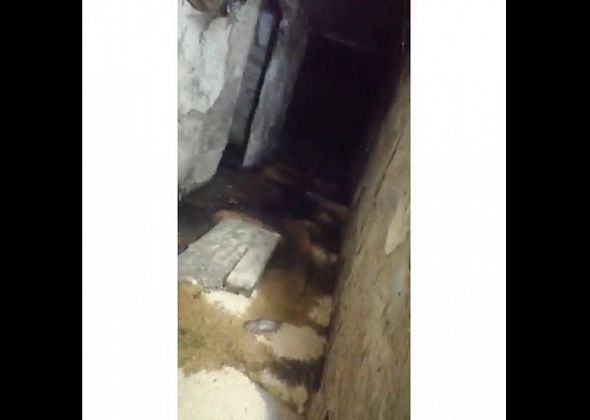 Дохлые крысы две недели лежат в подвале дома в Серове. Сейчас дом атаковали блохи