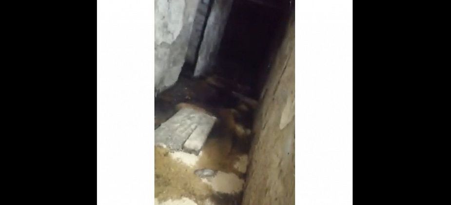 Дохлые крысы две недели лежат в подвале дома в Серове. Сейчас дом атаковали блохи