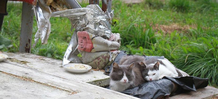 В Серове стали отлавливать кошек