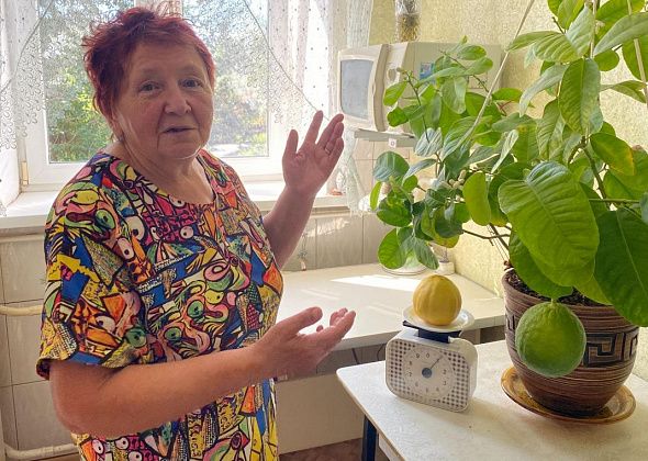 Серовские пенсионеры вырастили в квартире килограммовый лимон