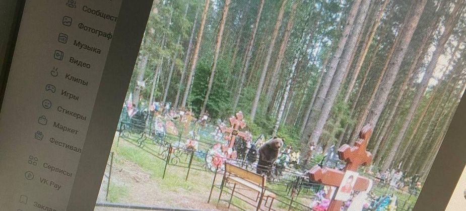 В Серове распространяется информация о медведе, которого, якобы, видели на городских кладбищах