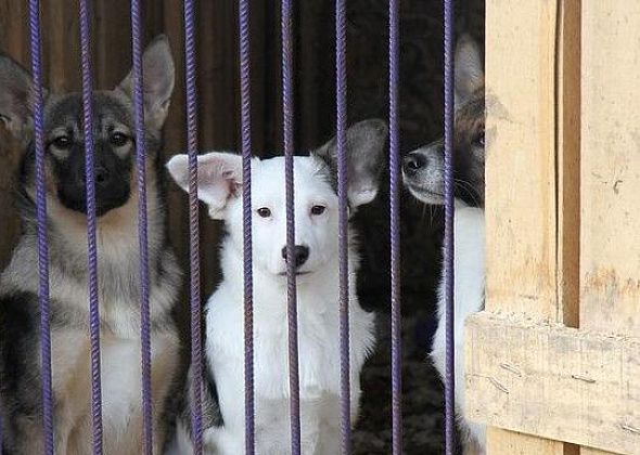 Отловленных собак в Серове могут начать выпускать в районе Киселевского водохранилища