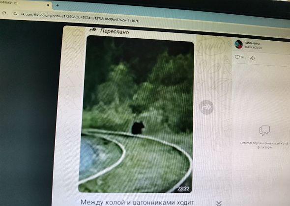 Серовчане распространяют информацию о медведях, которые якобы ходят между Новой Колой и Сортировкой
