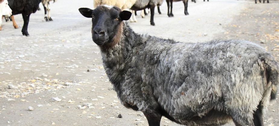 В деревне под Серовом волк задрал овечек