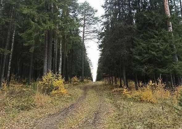 В Серовском лесничестве пока без пожаров. Областные власти закрыли леса для посещения гражданами