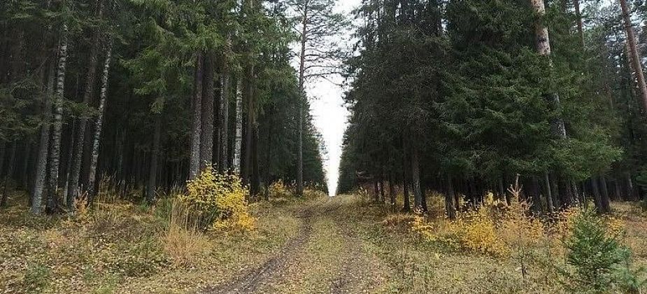 В Серовском лесничестве пока без пожаров. Областные власти закрыли леса для посещения гражданами