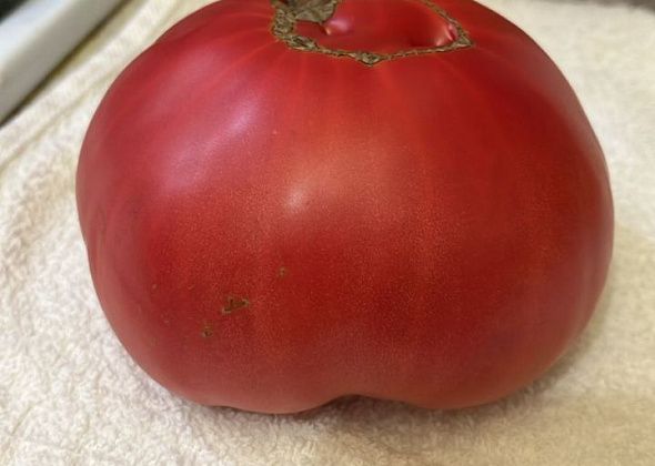 Определенный фаворит сезона-2025 - томат Фиделио