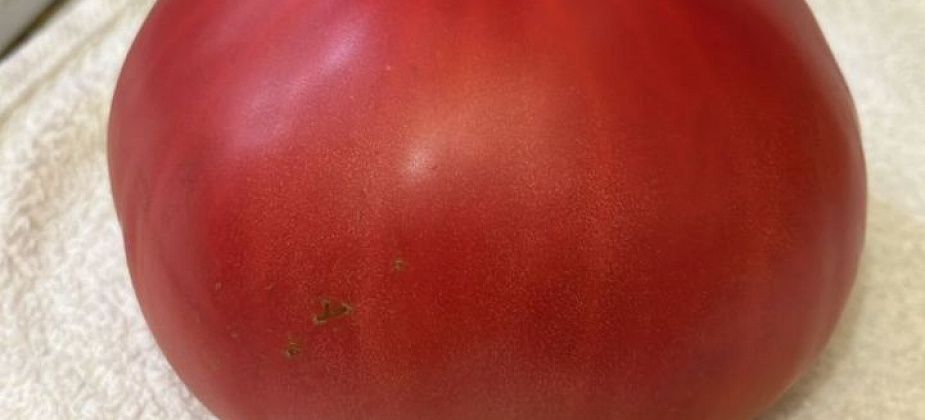 Определенный фаворит сезона-2025 - томат Фиделио