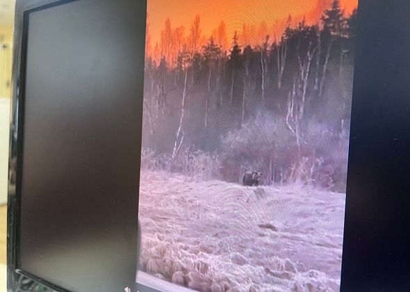 В районе плотины Серовской ГРЭС видели медведя