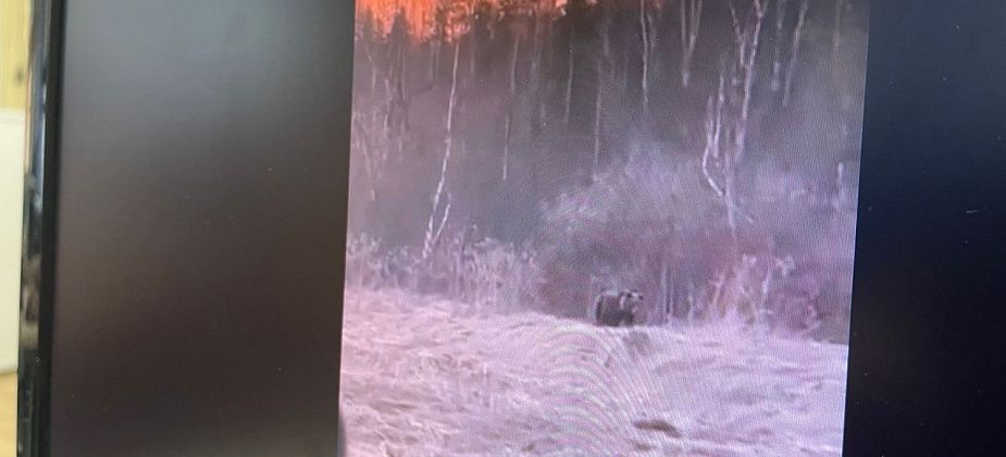 В районе плотины Серовской ГРЭС видели медведя