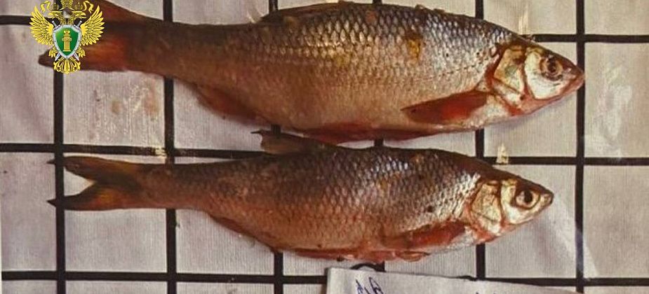 Рыбака осудят за 44 незаконно пойманные рыбы