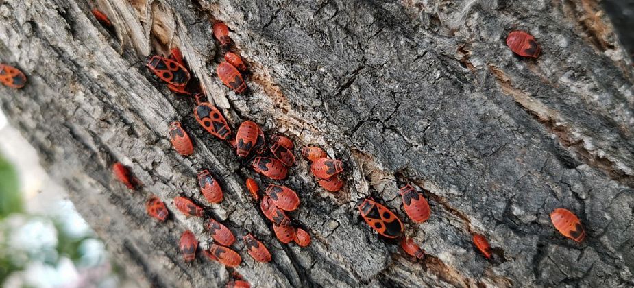 В Серове замечено скопление клопов-солдатиков