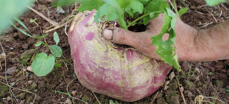 Серовчанам покажут сказку «Репка» на новый лад и расскажут про это растение
