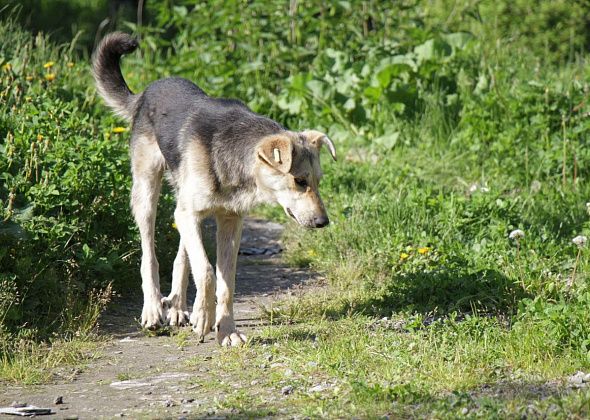 На отлов собак в Серове в 2026 году выделено 3,8 миллиона рублей