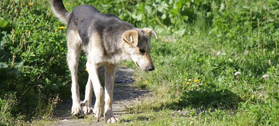 На отлов собак в Серове в 2026 году выделено 3,8 миллиона рублей