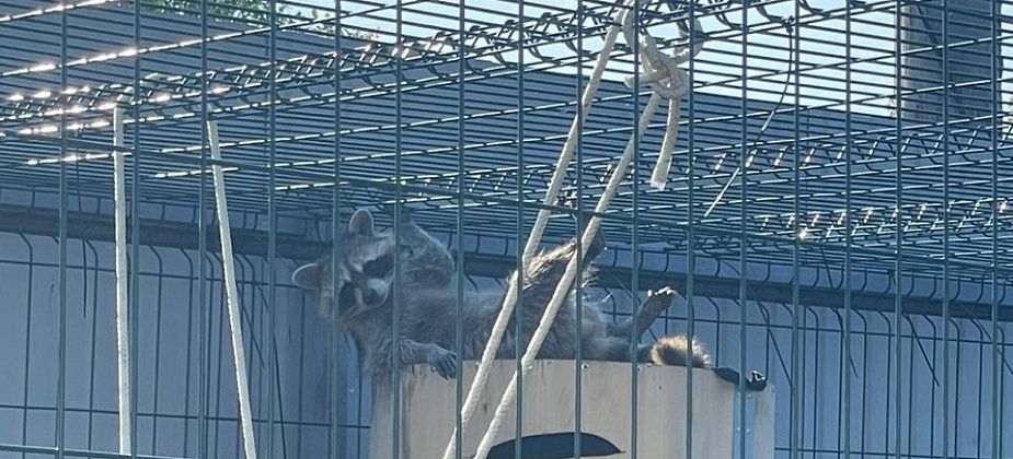 "Наш Ракета вернулся". Серовчанка нашла пропавшего енота