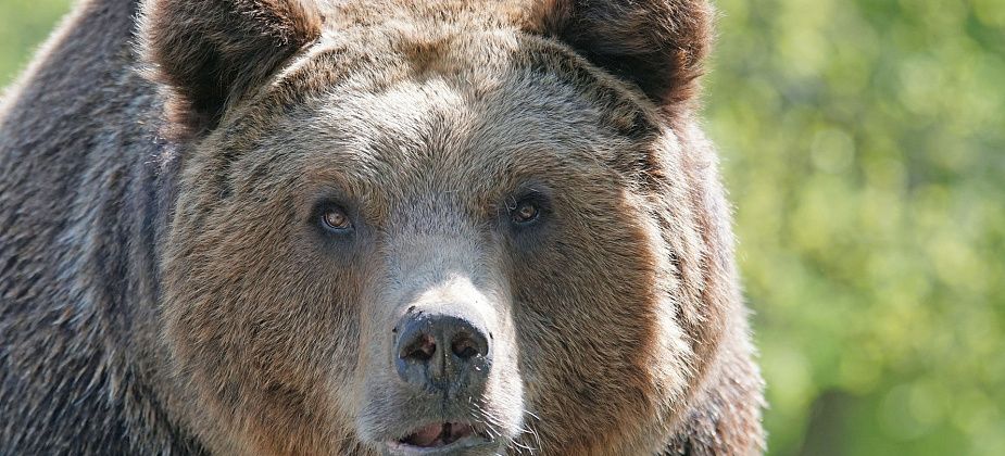 Еще в одном саду под Серовом обнаружены следы медведя