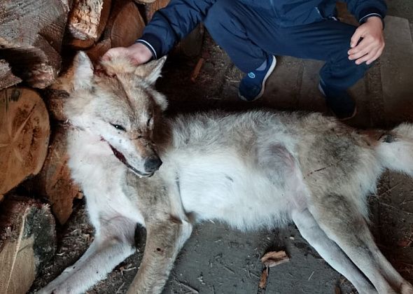 Охотник из Гарей ночью из окна своего дома застрелил волчицу: “Много собак в поселке поели!”