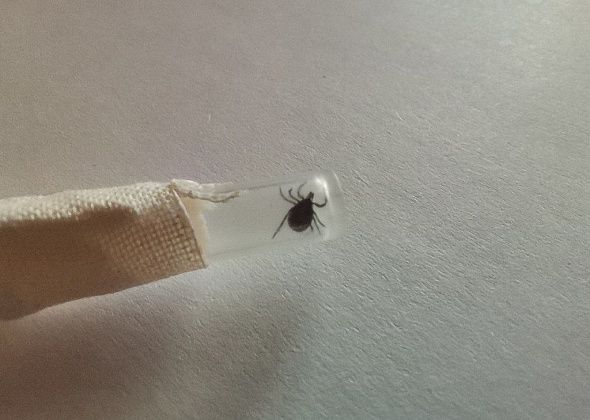 Центр гигиены спрогнозировал активность клещей в Серовском округе