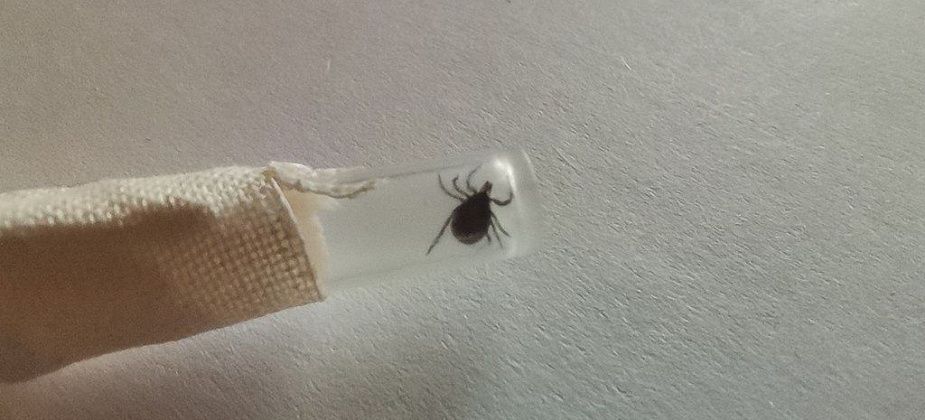 Центр гигиены спрогнозировал активность клещей в Серовском округе