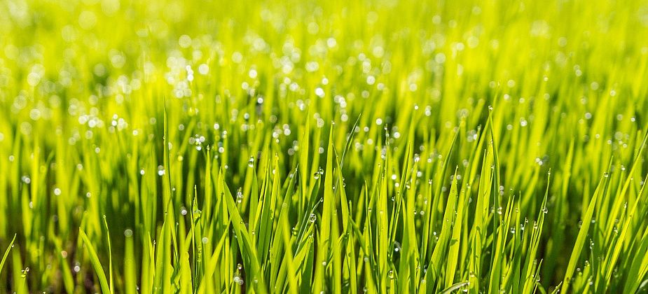 В Серове разобьют мавританские газоны