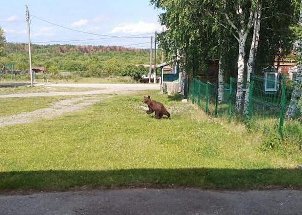 К школе села Романово вышел медведь