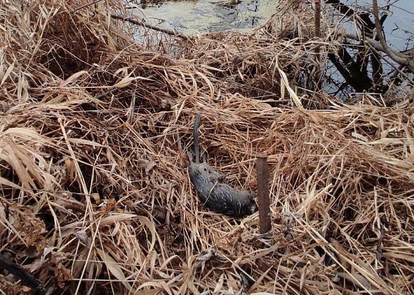 Серовчанин обнаружил тело ондатры. Жители микрорайона Завокзальный жаловались на разлив нефтепродуктов