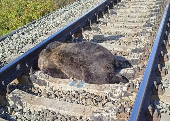 На железных дорогах севера области в сентябре погибли три медведя